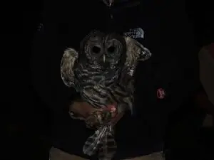 Barred owl