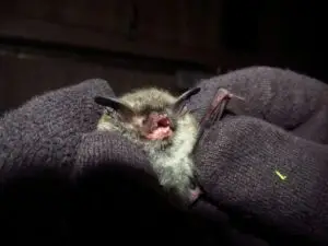 Little brown bat
