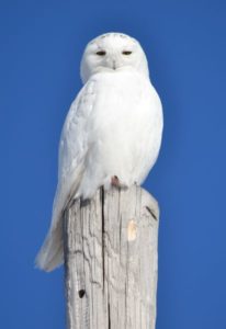 Snowy Owl in Pickford