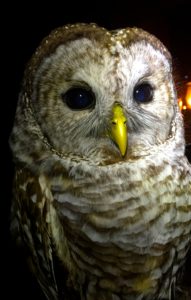 Barred Owl