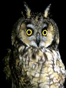 Long-Eared Owl