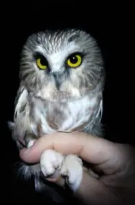 Our 200th Northern Saw-whet Owl of the 2015 Fall banding season