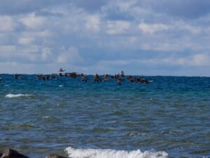 Canada Geese