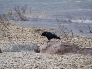 American Crow