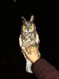 Long-eared Owl, 21 October2015. Photo by Selena Creed