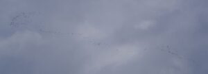 A large flock of Long-tailed Ducks