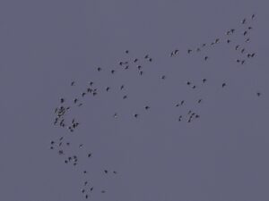 A close crop of the head of the previous flock - clearly showing that they are Long-tailed Ducks.