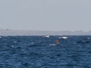 Northern-Harrier-2---Mackinaw-City,-MI---10-11-2015---Web