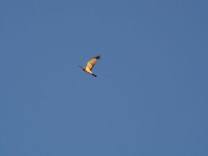 Another of the Northern Harriers