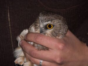 Northern-Saw-whet-Owl-2---St.-Ignace,-MI---10-11-2015---web