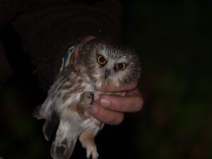 Northern-Saw-whet-Owl-3---St-Ignace,-MI---10-10-2015---Web