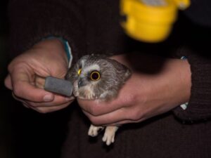 Northern-Saw-whet-Owl---St.-Ignace,-MI---10-10-2015---Web