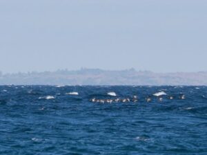 A flock of Redhead with one American Wigeon