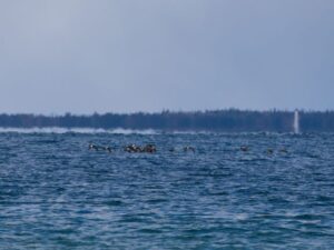 White-winged Scoters with Black Scoters