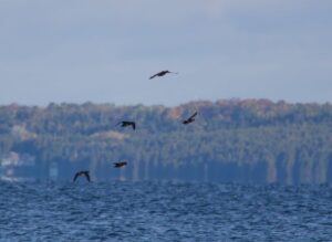 Surf Scoters