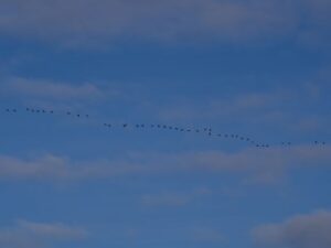 A large string of White-winged Scoters