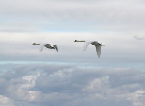 Mute Swans