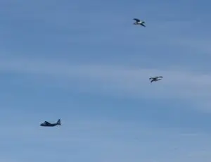 Gas Gull!