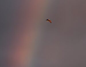 Eagle ran into the rainbow