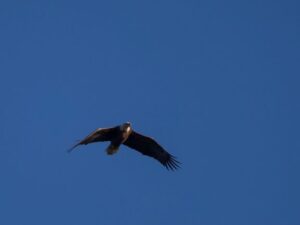 One of a few Bald Eagles that were flying around the straits.