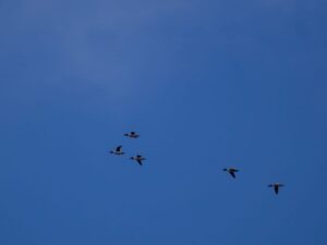 A flock of Common Goldeneye.
