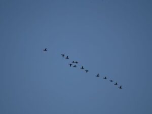 An early morning flock of Common Goldeneye. Even as a silhouette the identification is relatively obvious (for those with experience waterbird counting anyway).