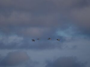 Red-breasted-Merganser---Mackinaw-City,-MI---11-17-2015---Web