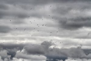 Flock of Crows
