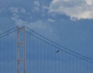 Bald Eagle following the bridge south