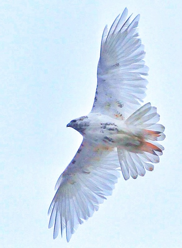 Leucistic (near-albino) Red-tail