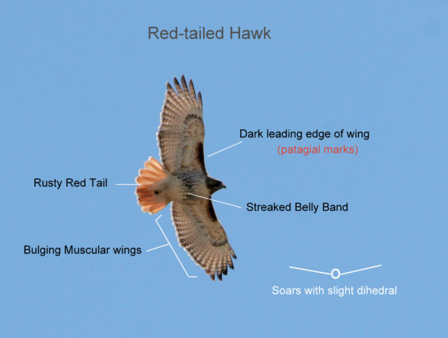 Diagram of the identifying characteristics of soaring Red-tailed Hawks