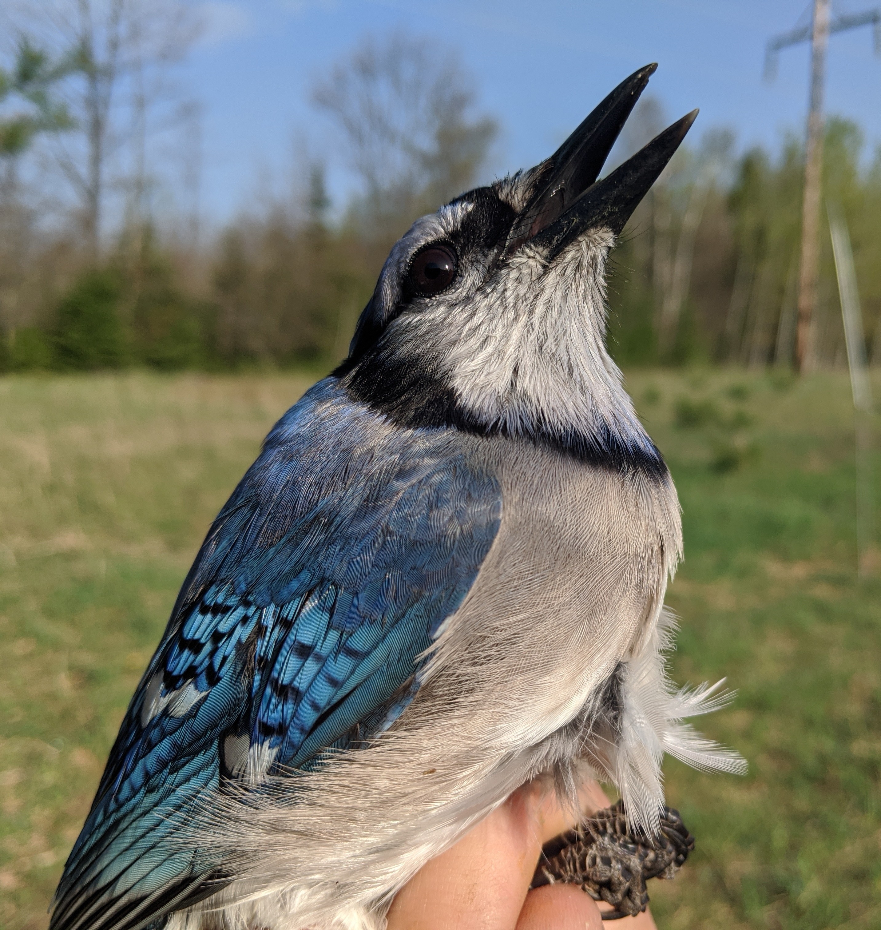 Return of the Ticks! Raptor Banding Update - Mackinac Straits Raptor Watch