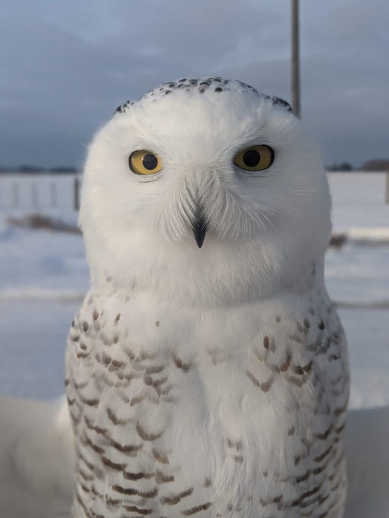 The Return of SNOW! - Mackinac Straits Raptor Watch