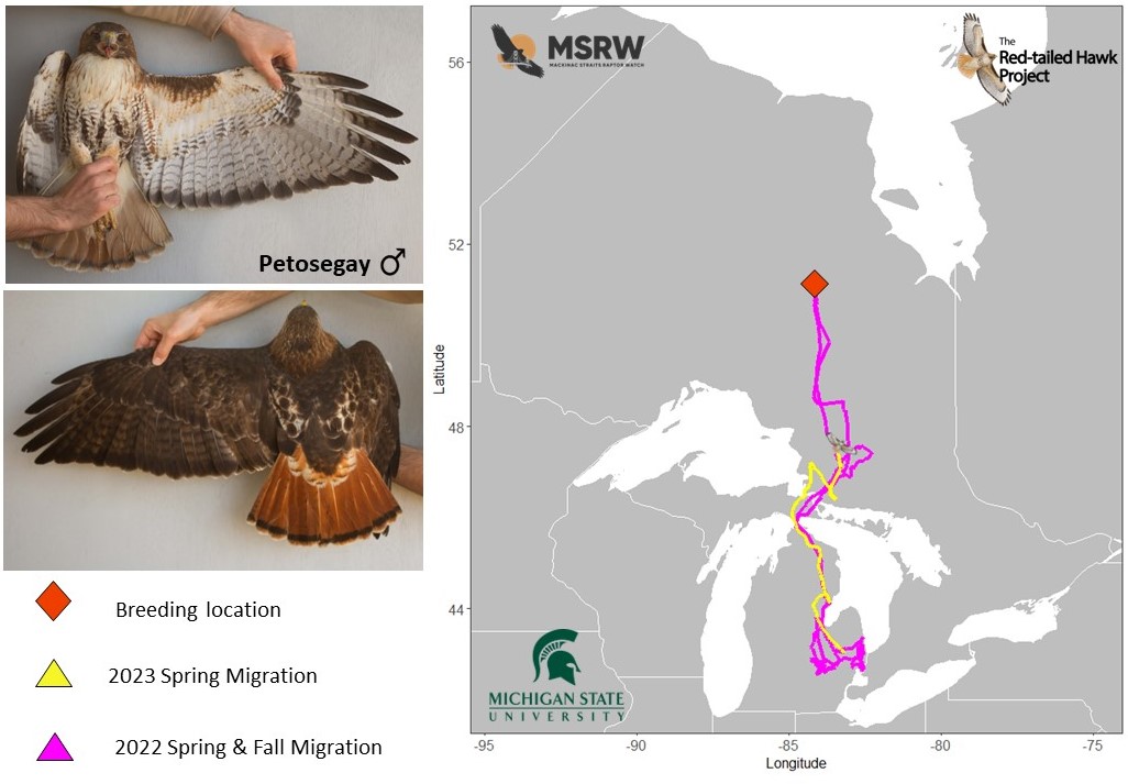 Red-tailed Hawk Movement Update: A new loop migration around Lake ...