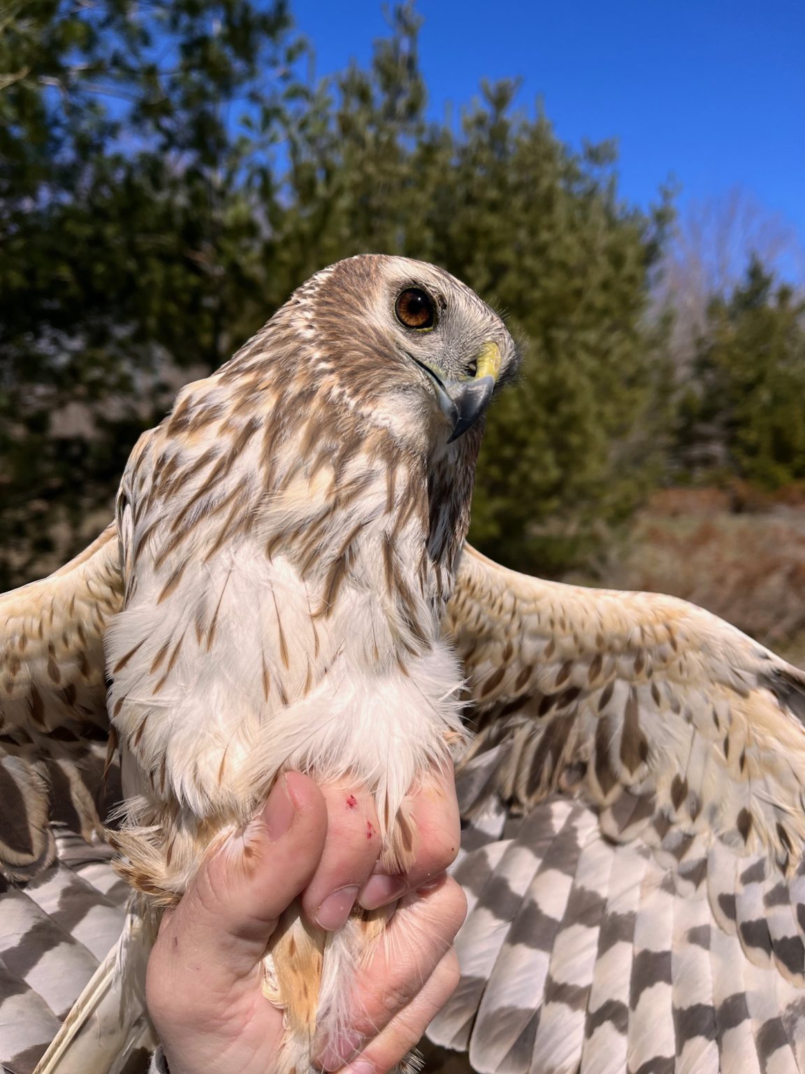 Raptor Banding Blind Two - Week 3 - Mackinac Straits Raptor Watch