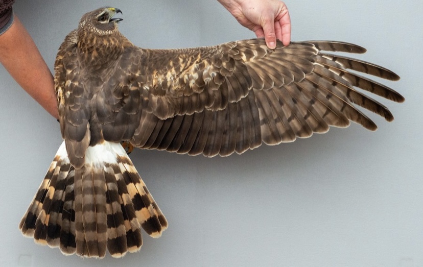 Raptor Banding: Week 2 - Mackinac Straits Raptor Watch