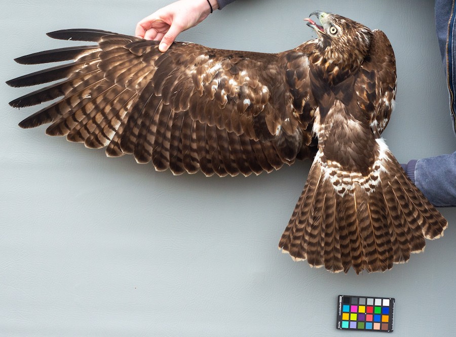 Sabung Raptor Raptor Banding: Week 5 - Mackinac Straits Raptor Watch