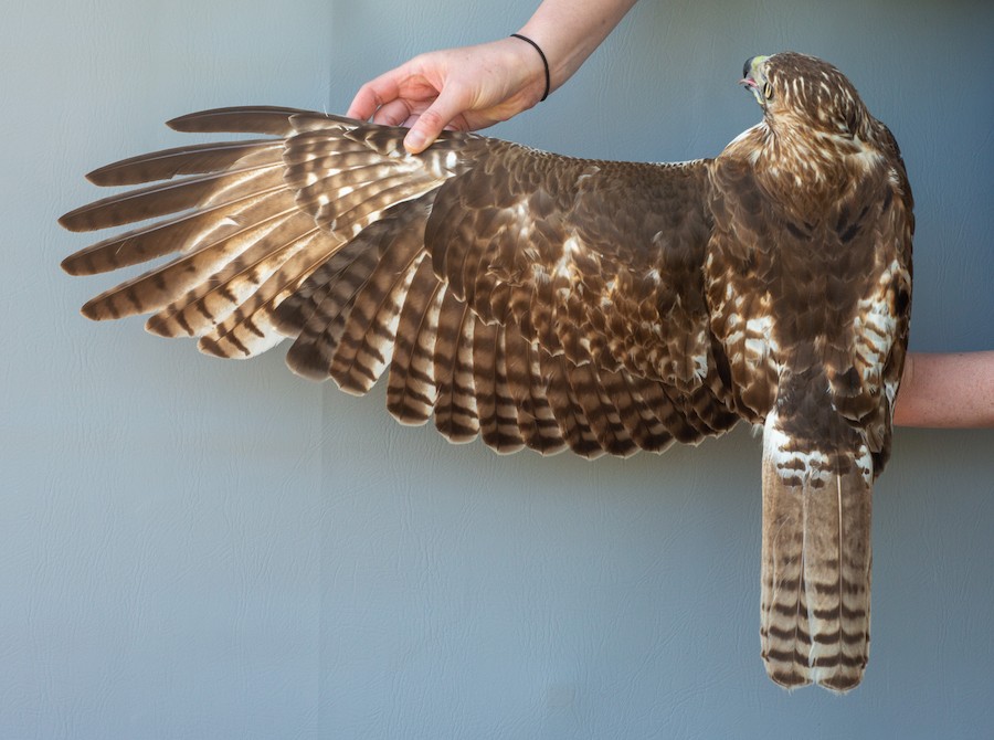 Bird Rings Raptors Raptor Banding: Weeks 7-8 - Mackinac Straits Raptor Watch