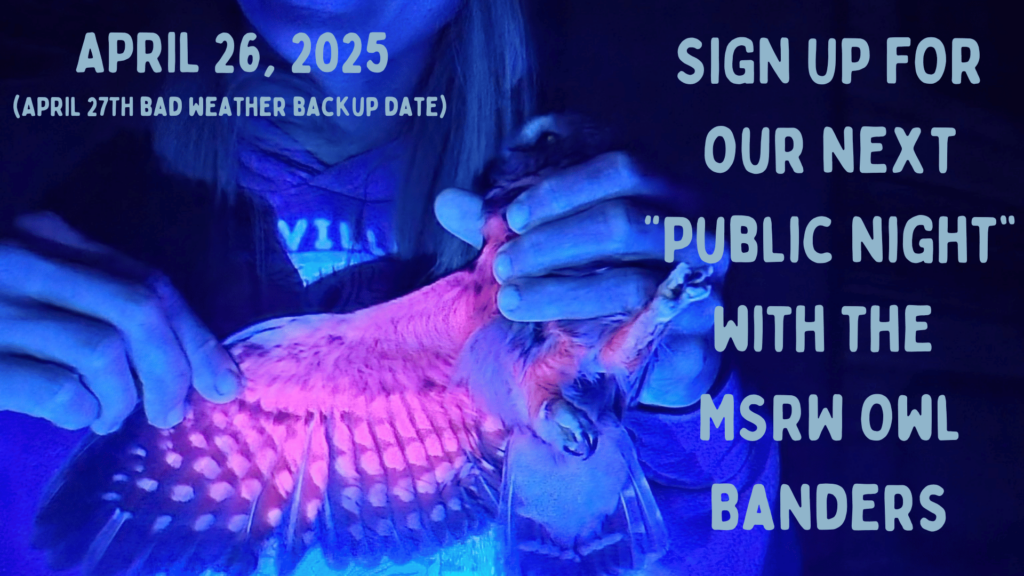 Owl Banding Public Night April 26th 2025