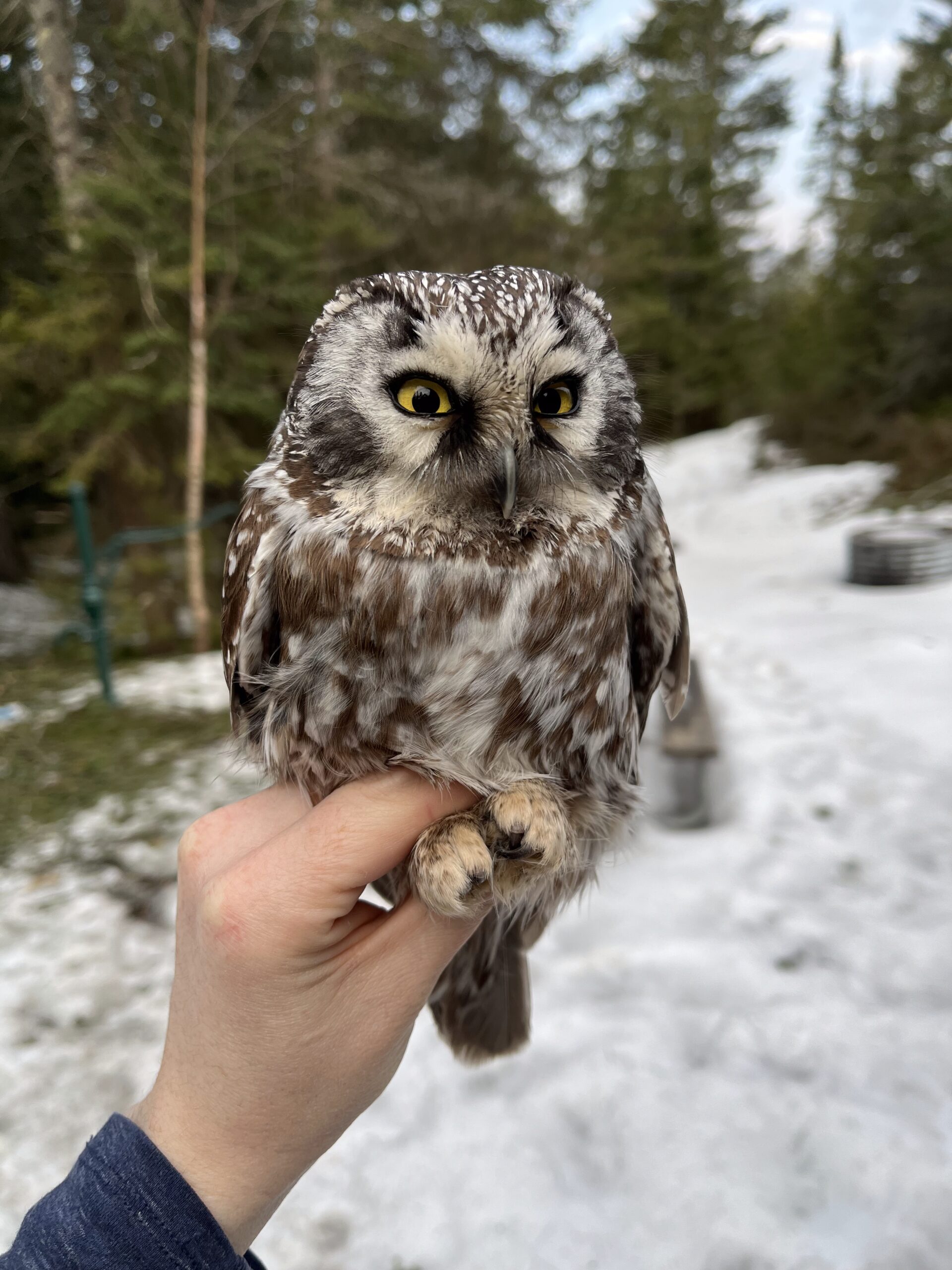 Spring Owl Banding: Week 5 - Mackinac Straits Raptor Watch