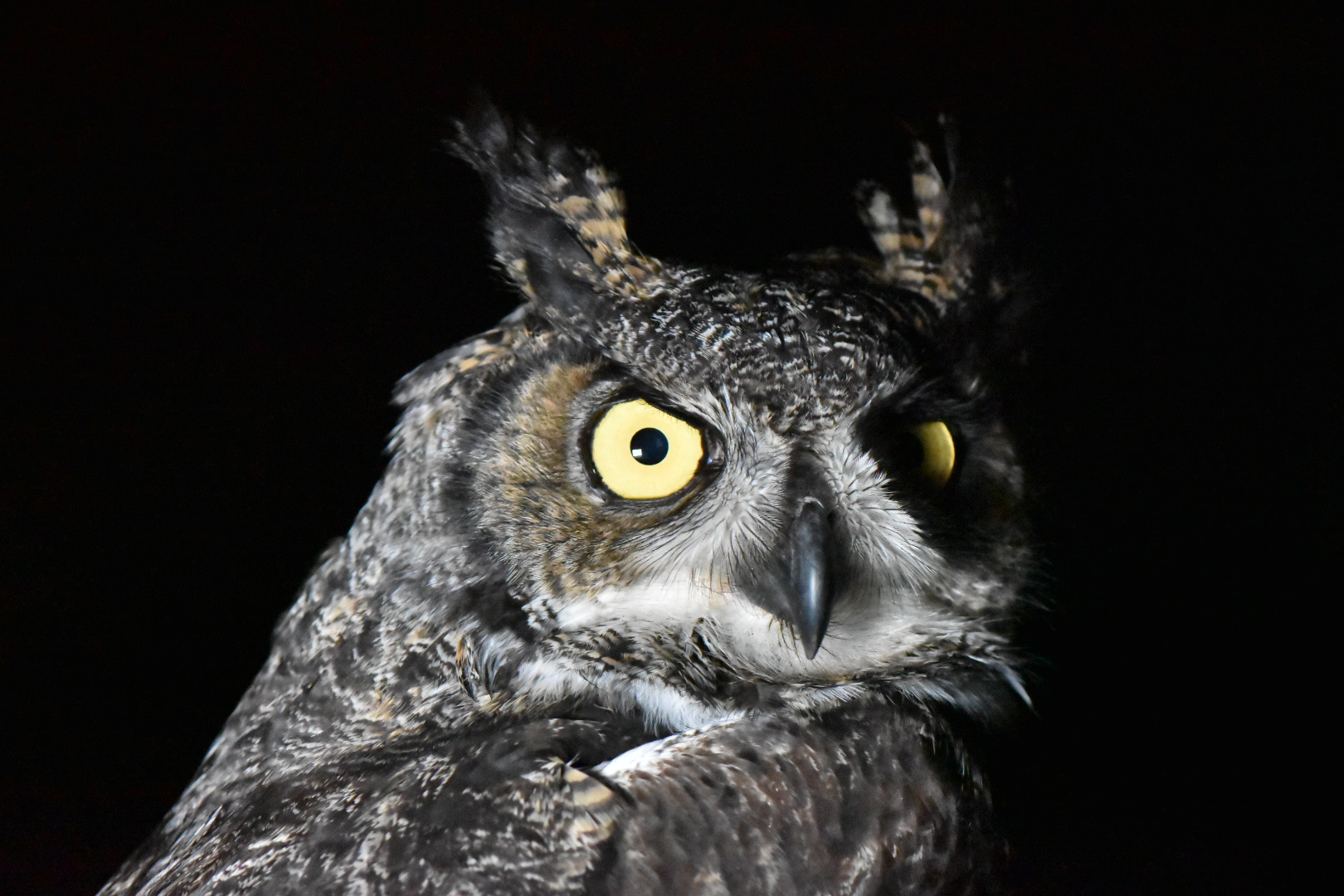 Spring Owl Banding: Week 7 - Mackinac Straits Raptor Watch